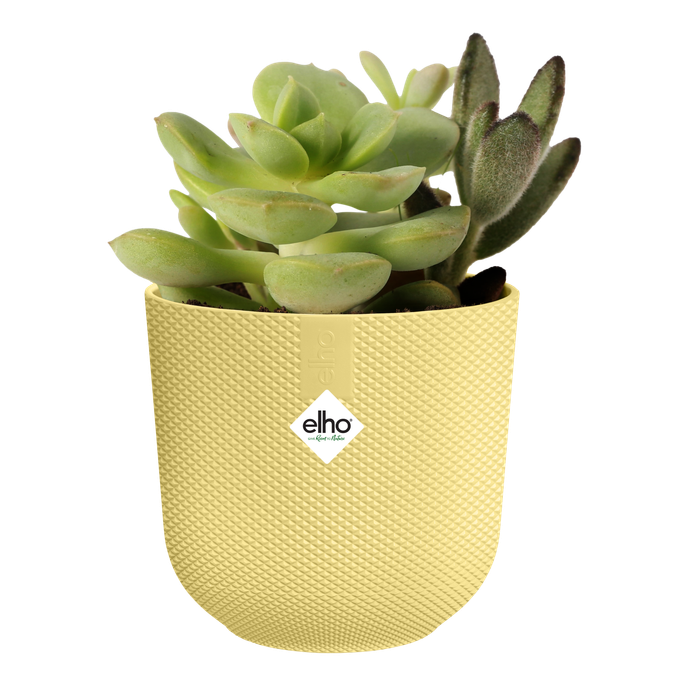 jazz round mini 7cm cream yellow